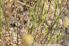 Cephalaria leucantha