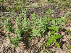 Dalea obovata