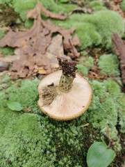 Lactarius atroviridis