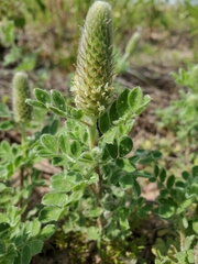 Dalea obovata