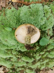 Lactarius atroviridis