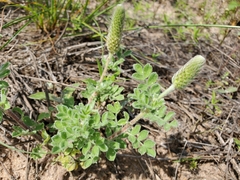 Dalea obovata