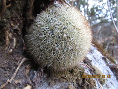 Mammillaria densispina