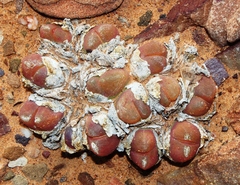 Gibbaeum nuciforme