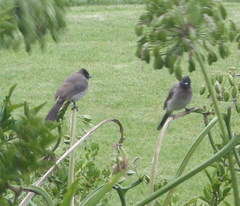 Pycnonotus barbatus layardi