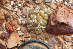 Gibbaeum nuciforme