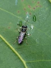 Clitemnestra bipunctata