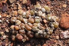 Gibbaeum nuciforme