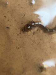 Aedes notoscriptus