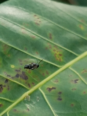 Clitemnestra bipunctata