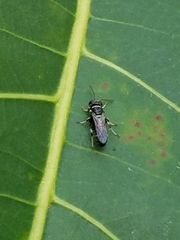 Clitemnestra bipunctata
