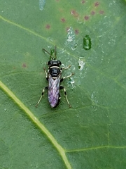 Clitemnestra bipunctata