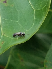 Clitemnestra bipunctata