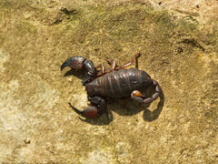 Hormuridae