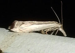 Raphiptera argillaceellus