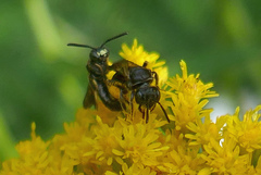 Protandrena andrenoides