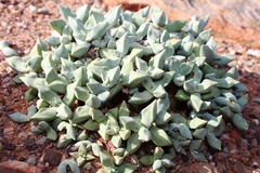 Crassula deltoidea