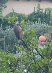 Colius striatus minor