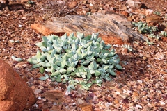 Crassula deltoidea