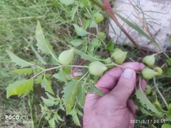Physalis ixocarpa
