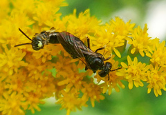 Protandrena andrenoides