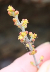 Crassula perforata perforata