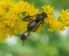 Protandrena andrenoides