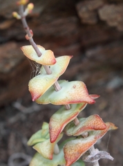 Crassula perforata perforata