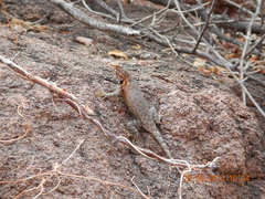 Sceloporus hunsakeri