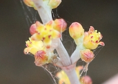Crassula perforata perforata