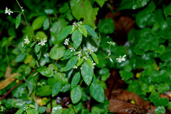 Euphorbia graminea