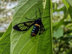 Autochloris jansonis