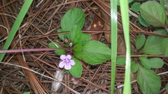 Dyschoriste capitata