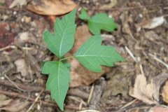 Toxicodendron radicans