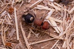 Mutilla quinquemaculata