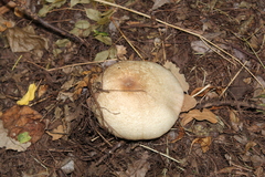 Agaricales