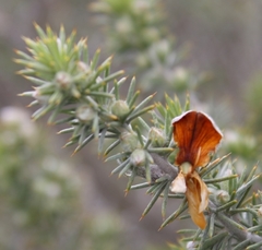 Aspalathus hirta hirta