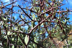 Gloveria integrifolia