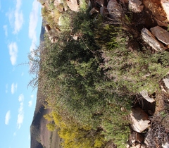 Gloveria integrifolia