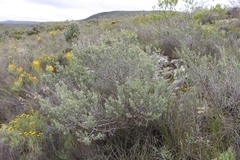 Aspalathus hirta hirta