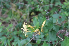Lonicera japonica
