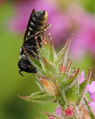 Megachile campanulae