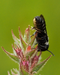 Megachile campanulae