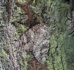 Catocala ilia-complex