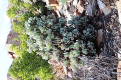 Crassula arborescens arborescens
