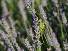 Ephippiger discoidalis