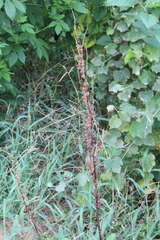 Rumex crispus