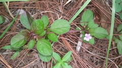 Dyschoriste capitata