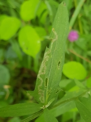 Phytomyza syngenesiae group