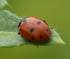 Hippodamia variegata